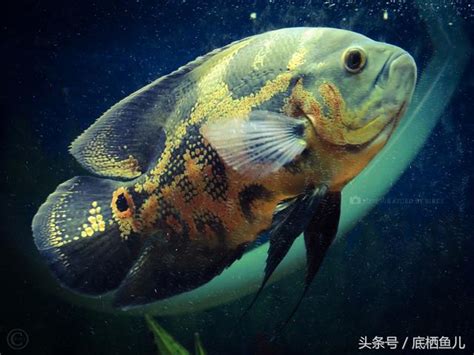 紅花豬混養|地圖魚飼養標準，附常見混養方案與基本病症治療方法。